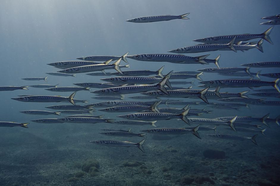 schoaling young barracudas