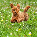 poodle_edited.jpg