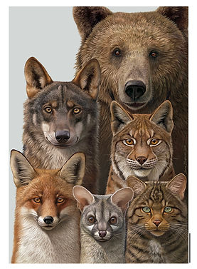 poster carnivores xavier macpherson corbac éditions