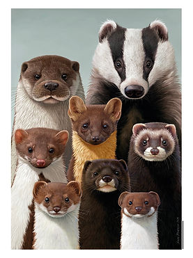 carte postale mustélidés xavier macpherson corbac éditions