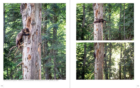 livre carnivores nédélec sineux corbac éditions