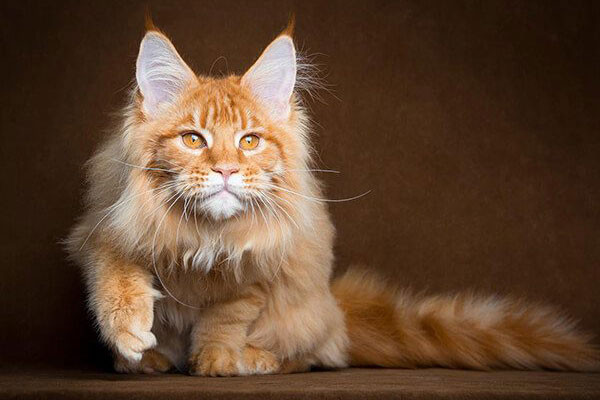 Mèo Maine Coon - Mèo lông dài Mỹ