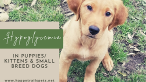 Hypoglycemia In Puppies/ Kittens, & Small Breeds Dogs