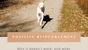 The Problem With Positive Only Dog Training.