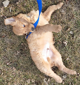 golden retriver puppy playing.jpg