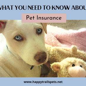 What You Need to Know About Pet Insurance for Dogs & Cats! Important Factors to Consider When Choosing an Insurance Provider & the Right Coverage for Your Pet!