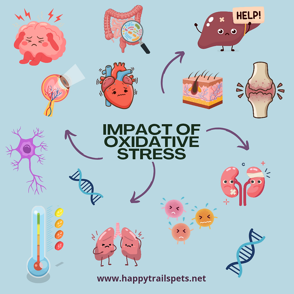 Inside the NRF2 Pathway: How Oxidative Stress Influences Canine Health