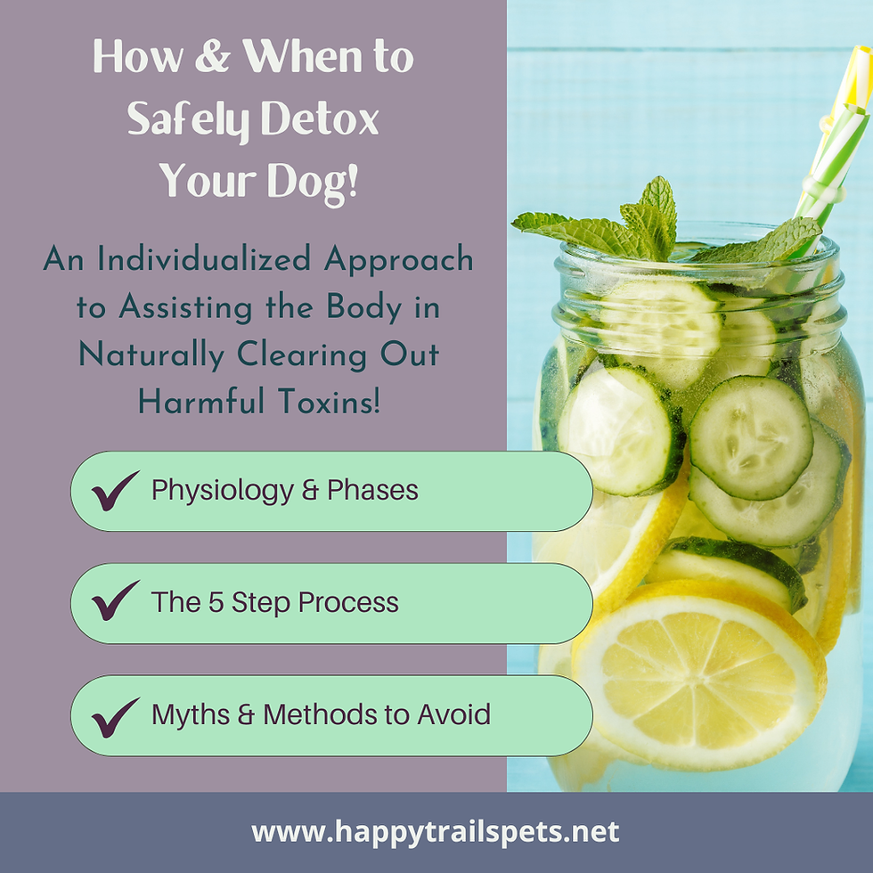How & When to Safely Detox Your Dog: A Complete Guide!