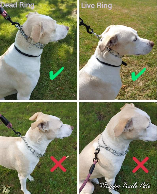 Correct Way To Wear A Prong Collar Dog Training, Dog Training Collar