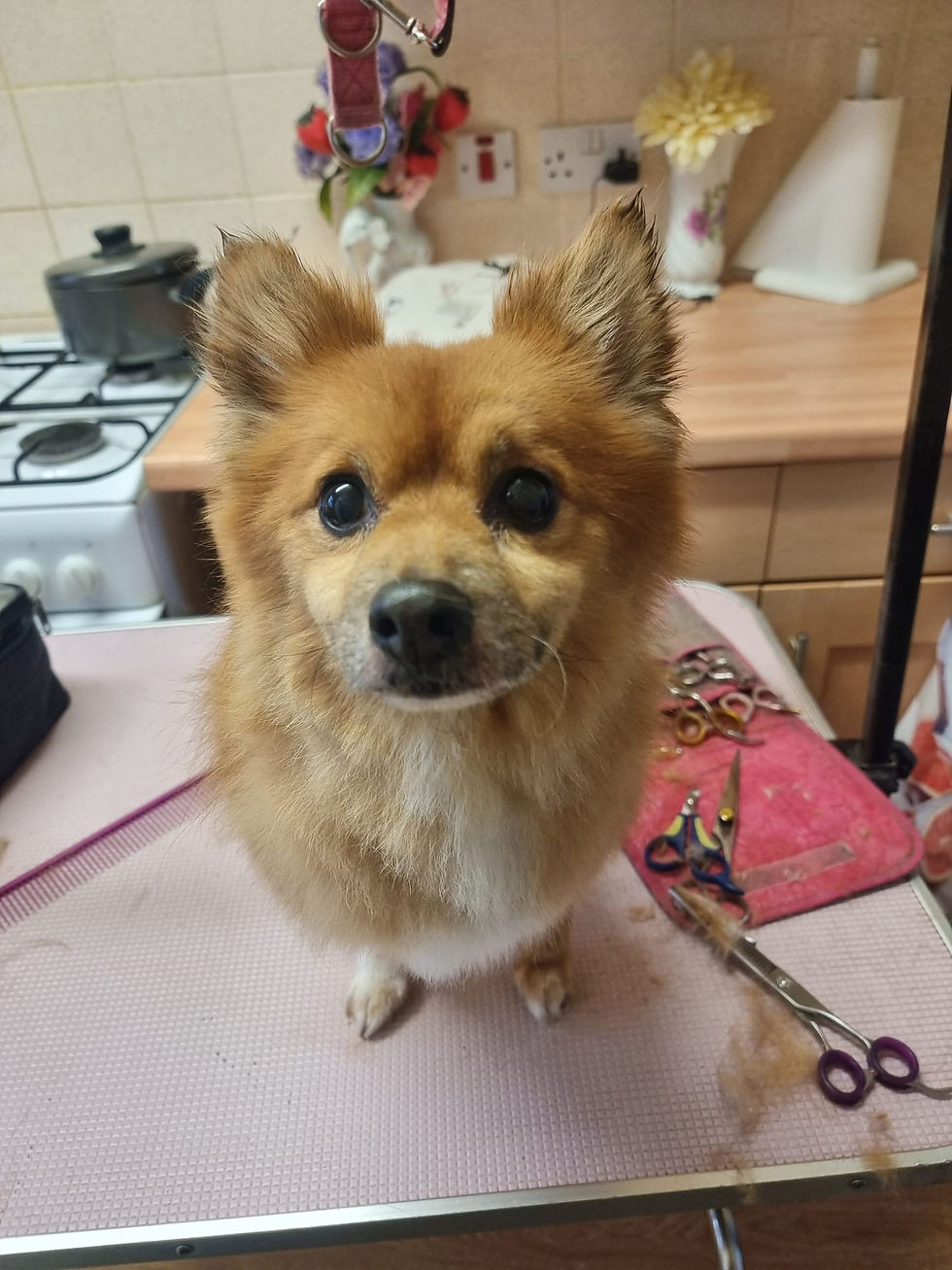 House-of-Pooch-Dog-Groomers-Midlands (4)