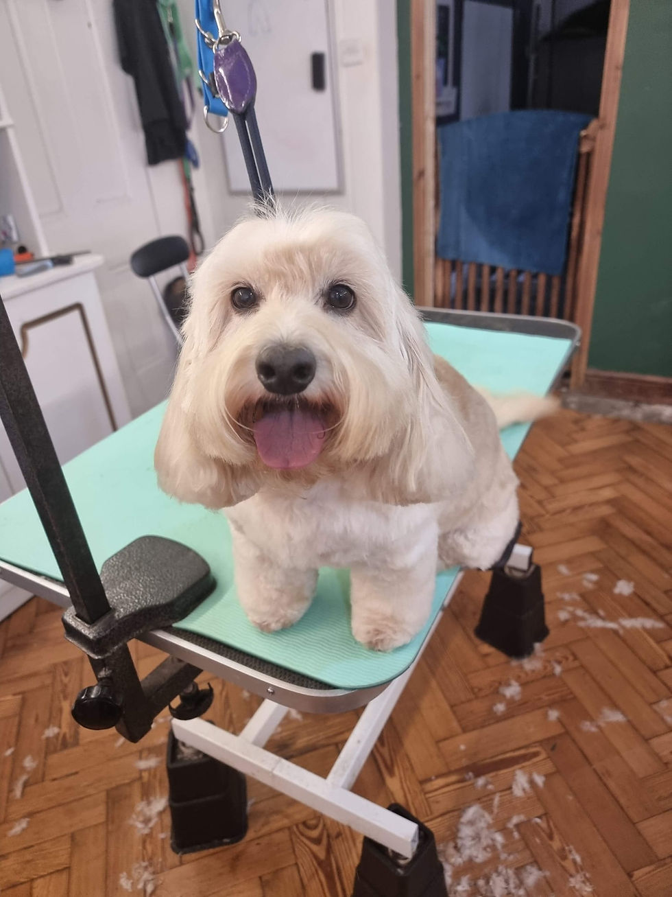 House-of-Pooch-Dog-Groomers-Midlands (29)