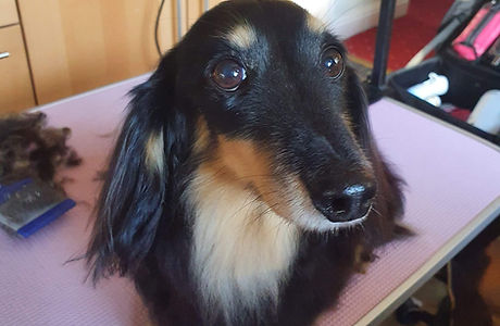 House-of-Pooch-Dog-Groomers-Midlands (43).jpeg