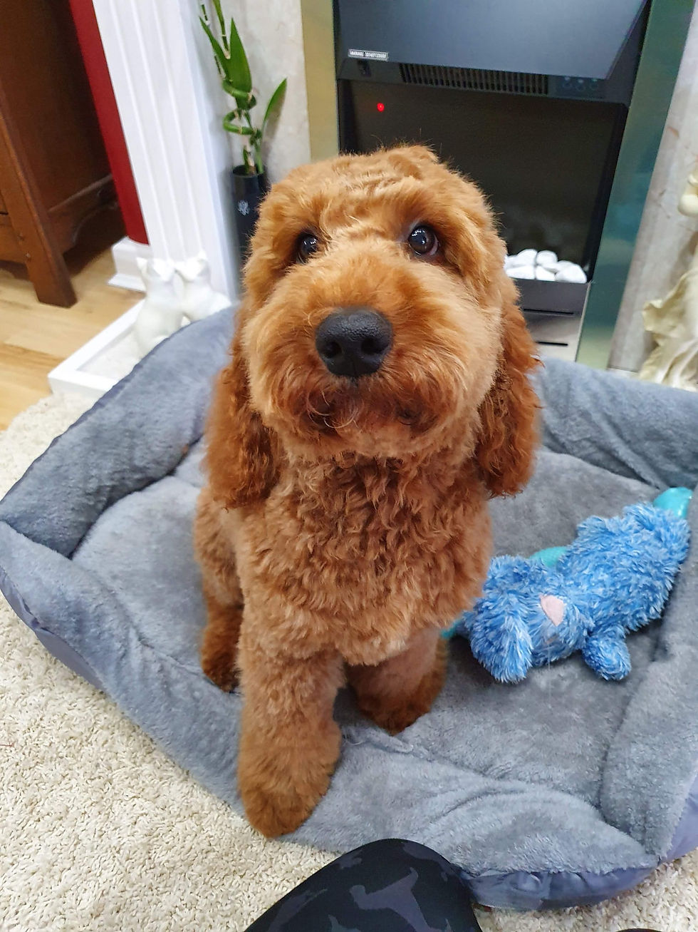House-of-Pooch-Dog-Groomers-Midlands (50)