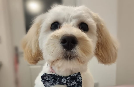 House-of-Pooch-Dog-Groomers-Midlands (2).jpeg