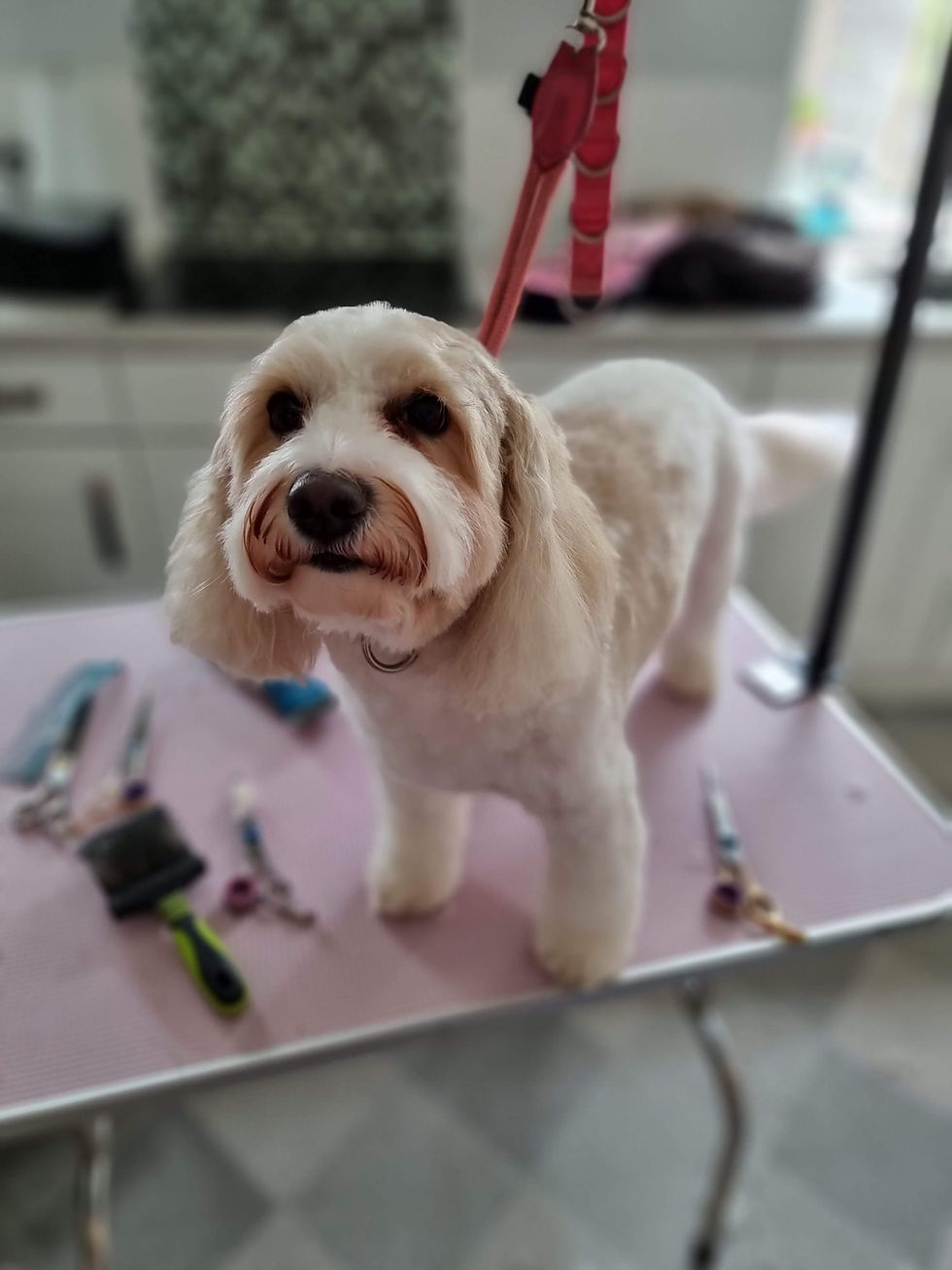 House-of-Pooch-Dog-Groomers-Midlands (36)
