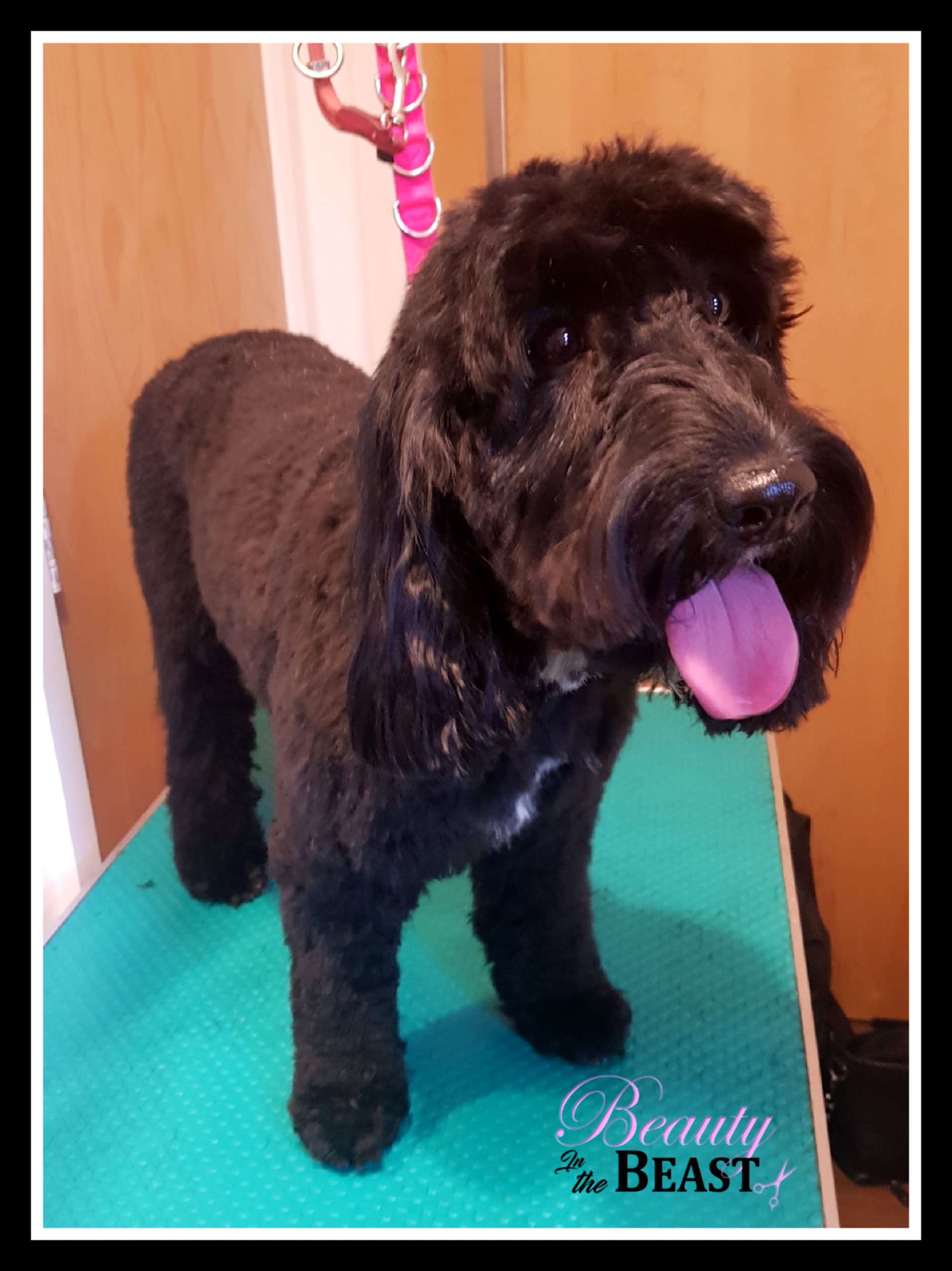 Gallery Beauty In The Beast Mobile Dog Grooming Manchester