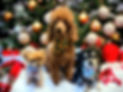 House-of-Pooch-Dog-Groomers-Midlands (24).jpeg
