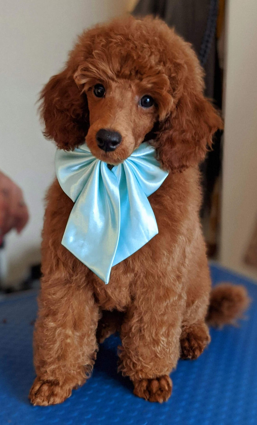 House-of-Pooch-Dog-Groomers-Midlands (25)