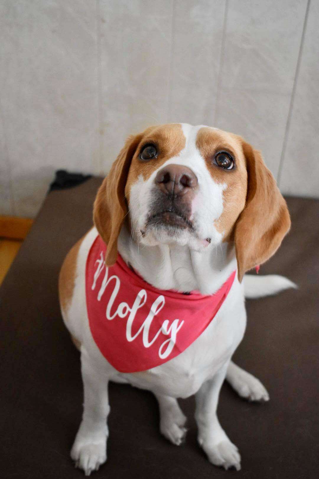 Pooch Parlor & Pet Shop