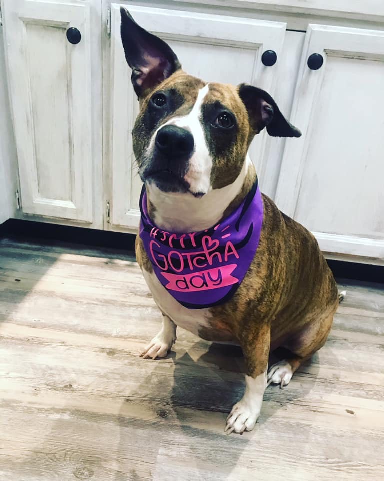 Pooch Parlor & Pet Shop