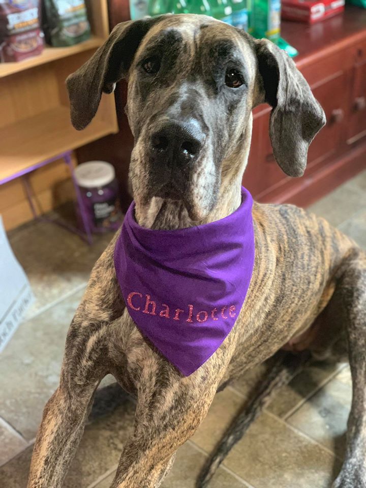 Pooch Parlor & Pet Shop