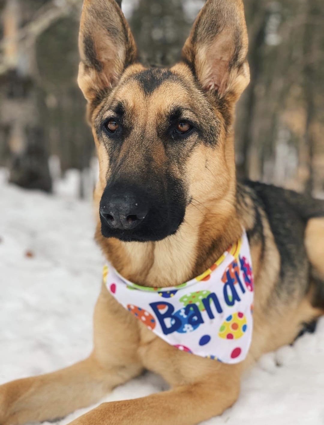 Pooch Parlor & Pet Shop