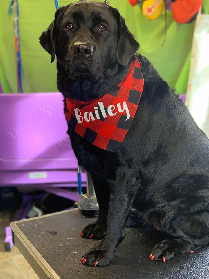 Pooch Parlor & Pet Shop