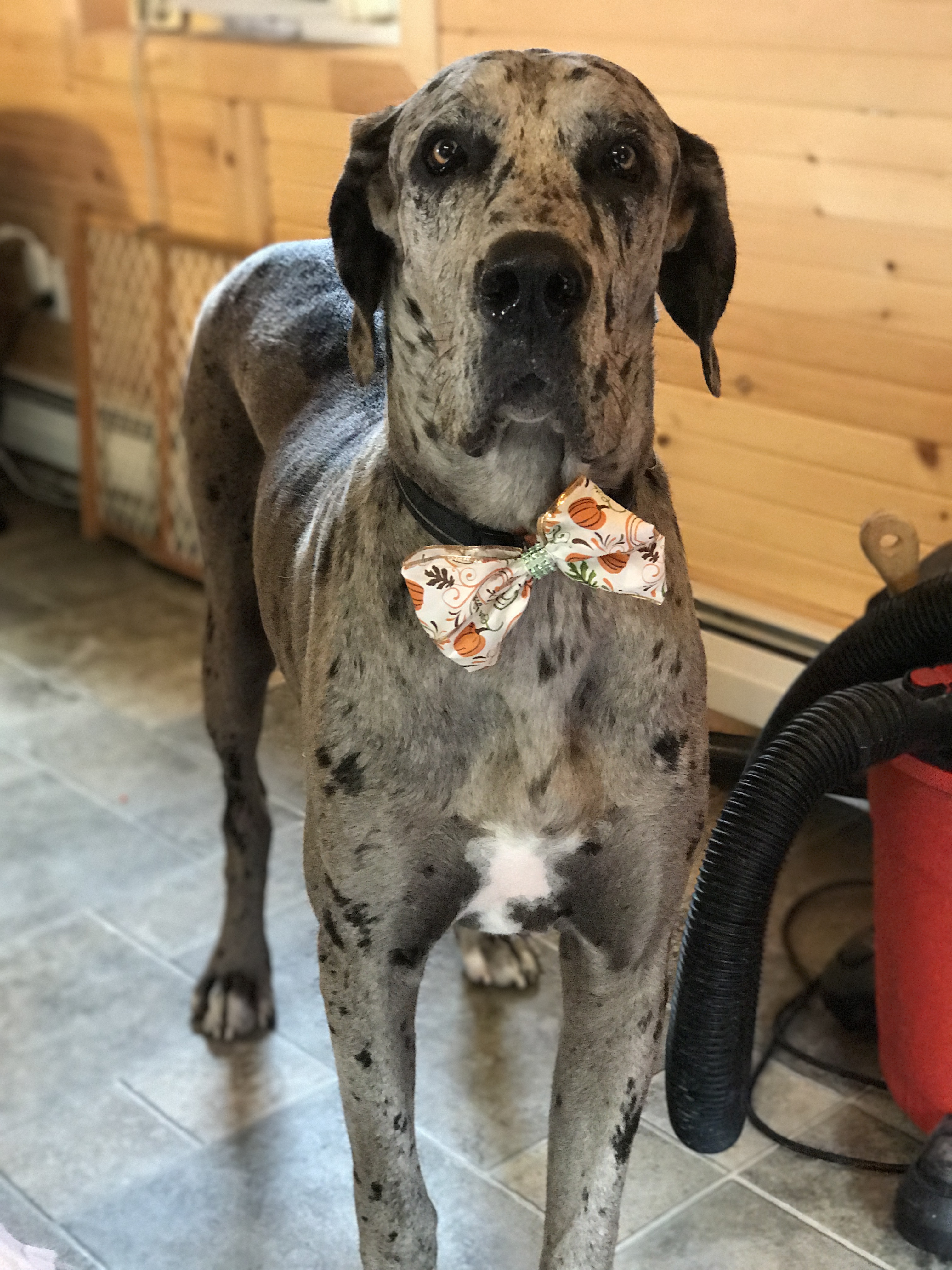 Pooch Parlor & Pet Shop