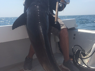 Beyond thankful&fortunate SLOB COBIA!!!!