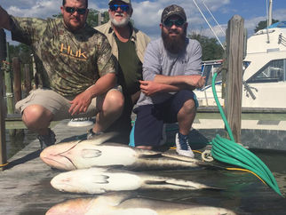 Awesome Cobia fishing in Virginia