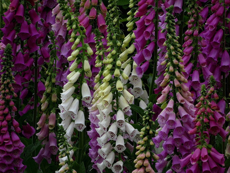 Fingerhut Farbmischung – eine bezaubernde Auswahl an Fingerhüten in verschiedenen Farben, die Ihrem Garten einen farbenfrohen