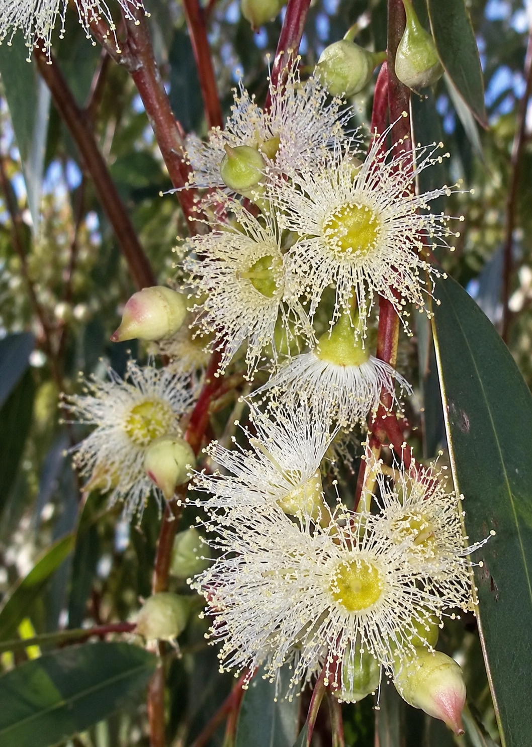 Eucalyptus Red River – Eukalyptus mit auffälligen, rötlichen Stängeln und aromatischen, immergrünen Blättern. Ideal für Garte