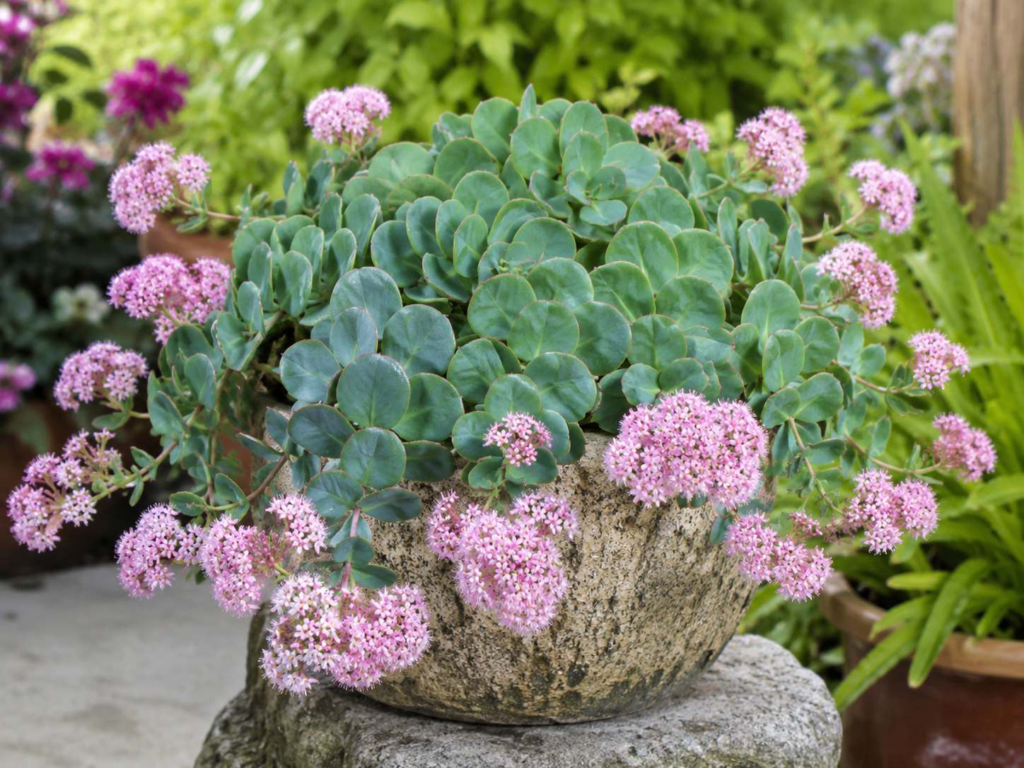 Oktober-Fetthenne 'Sieboldii' mit blaugrünen Blättern und rosafarbenen Blüten für Steingarten, Topf oder Gartenbeet.