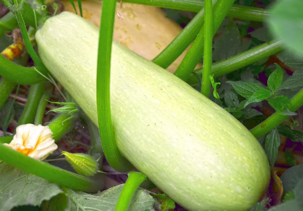F1243 Weiße Zucchini Butternuss – zarte, weiße Zucchini mit mildem, süßlichem Geschmack, ideal für Sommergerichte.