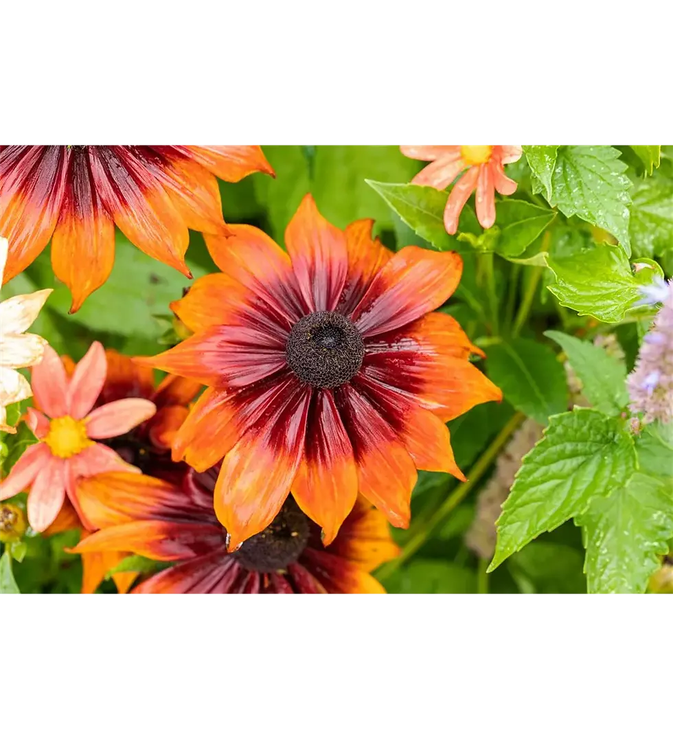"Rudbeckia hirta Orange mit leuchtend orangefarbenen Blüten und dunklem Zentrum."