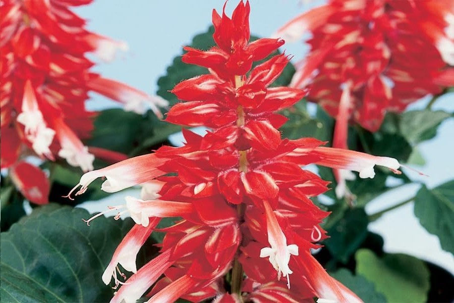 Feuersalbei Scarlet Bicolor Salbei 5 Samen Dekorativer Ziersalbei mit zweifarbigen, leuchtenden Blüten.