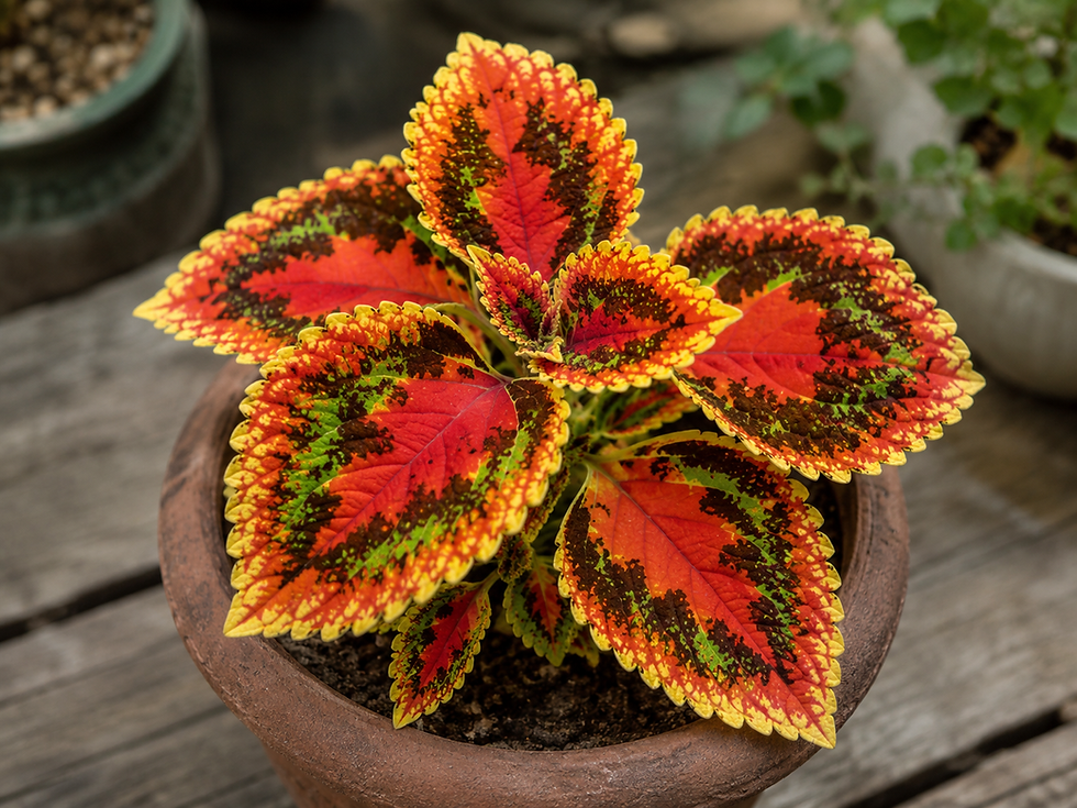 Buntnessel 'Orange Terra Nova' mit leuchtend orange-grün gemusterten Blättern im Topf oder Gartenbeet.