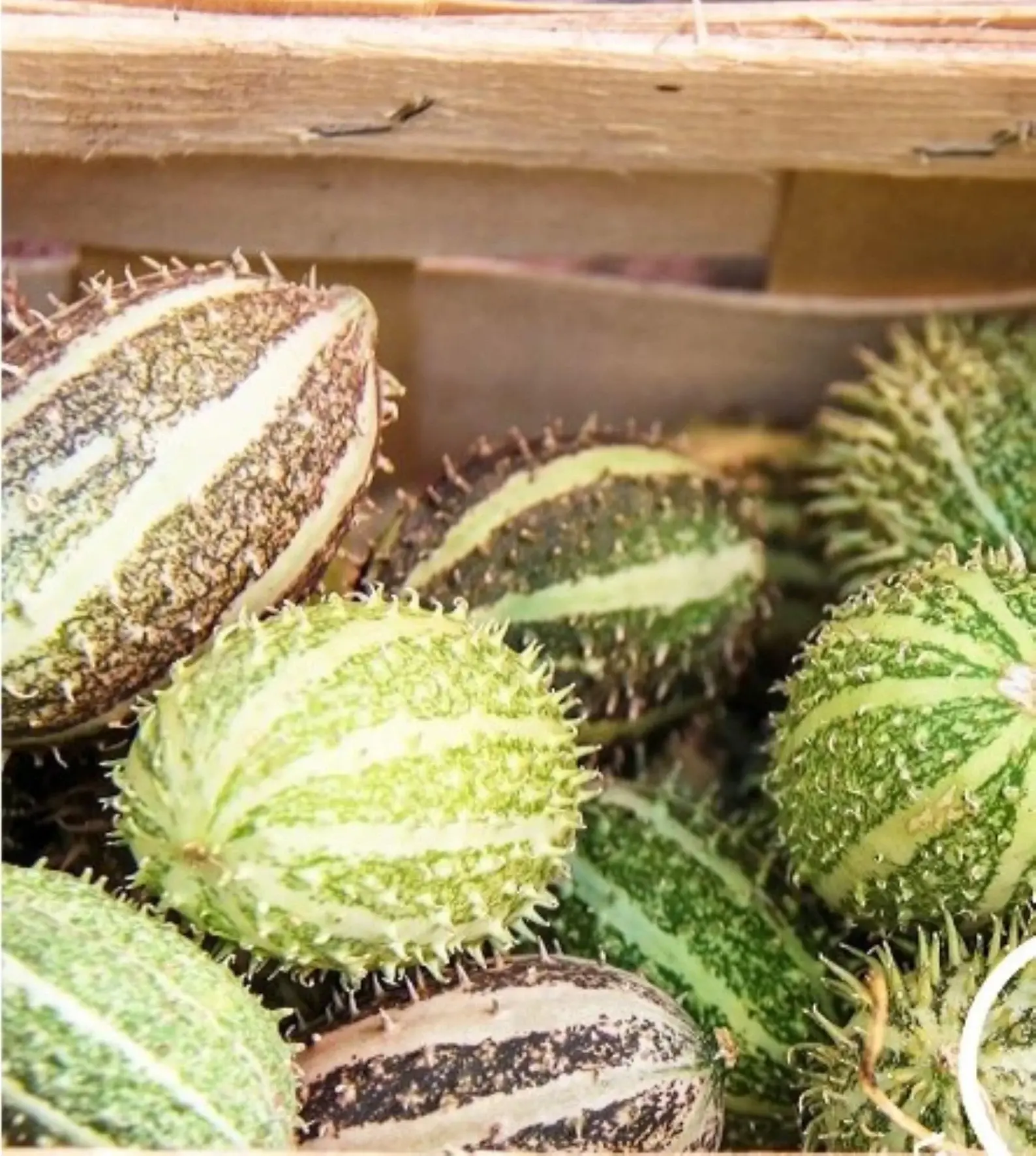 Ziergurken Dipsaceus Mini Cucumis mit kleinen, grünen Früchten, die sich hervorragend als dekorative Elemente eignen.