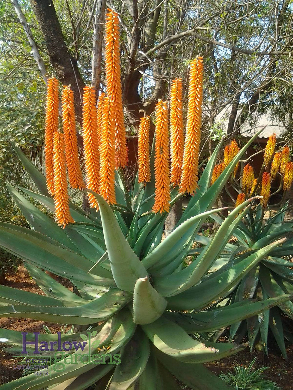Aloe Alooides - Sukkulente mit dicken, ledrigen Blättern und auffälligen roten Blüten.