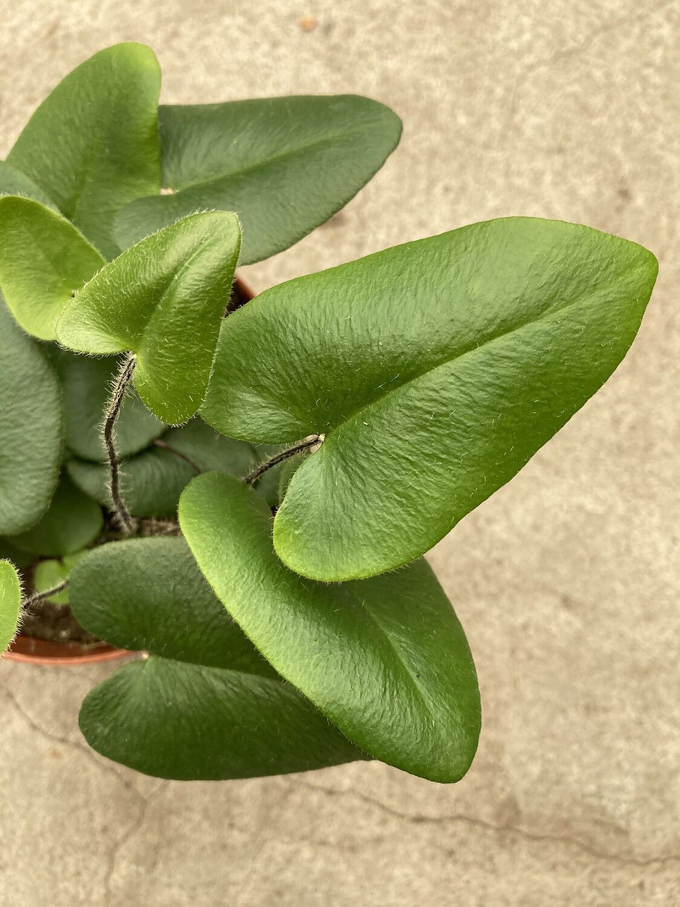 Hemionitis Arifolia Herzfarn mit herzförmigen Blättern, Terrariumpflanze, 3 Samen, Zimmerpflanzensamen