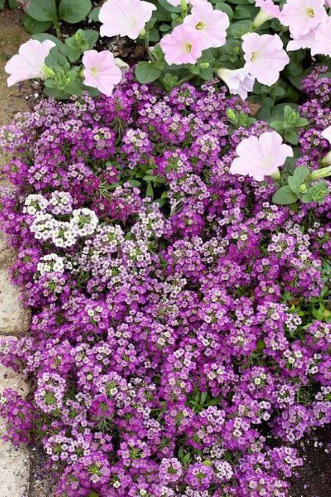 Alyssum Rosie Carpet Lobularia Maritima mit kleinen, rosa Blüten, die in dichten Teppichen wachsen.