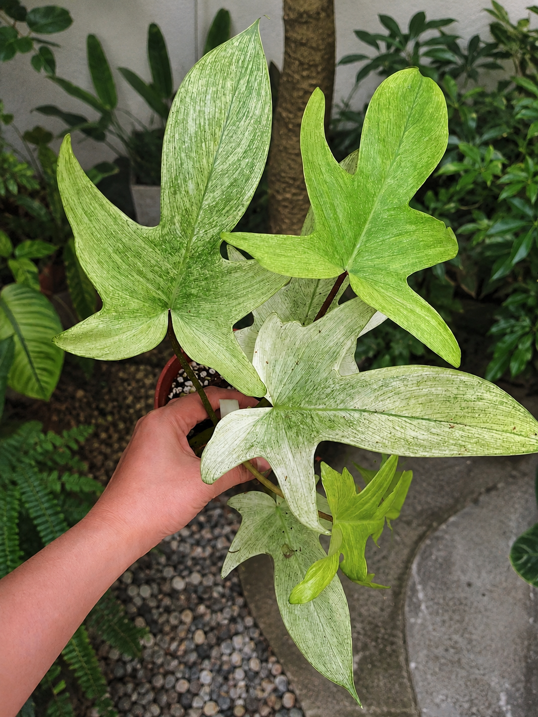 Philodendron Florida Ghost Mint Beauty begeistert mit hellen, mintfarbenen Blättern und elegantem Kletterwuchs.