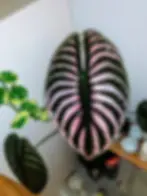 „Alocasia cuprea Metall Alokasie Mirror Plant – 2 Samen, seltene exotische Zimmerpflanze