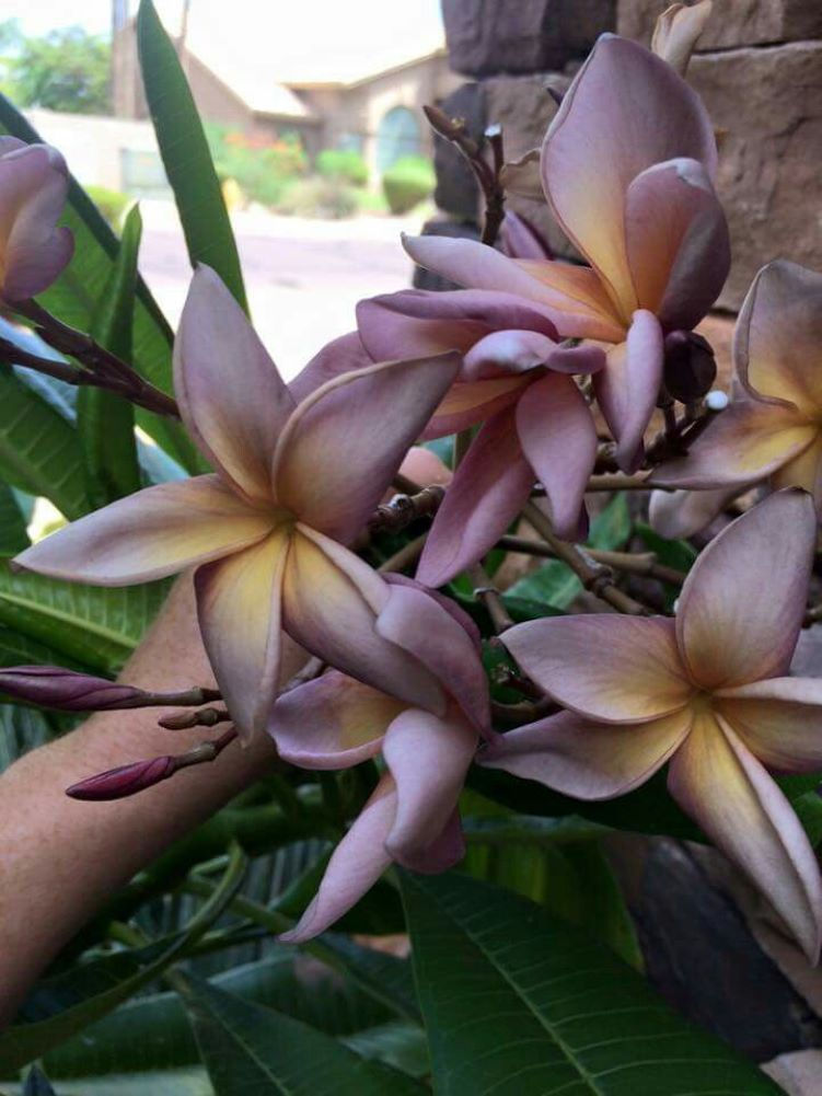 Plumeria Silverstar (F616) mit silbrig-weißen Blüten und einem zarten Duft, der Ihrem Garten einen eleganten, tropischen Akze