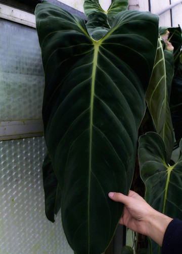 F1698 Philodendron Melanochrysum 3 Samen Philodendron Samen | Floralis und  Co.