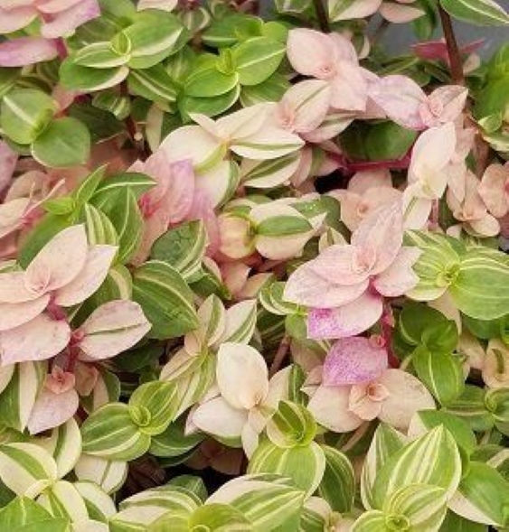 Callisia Repens Pink Panther mit kleinen, pink-grünen Blättern und dichtem, niedrigem Wuchs.