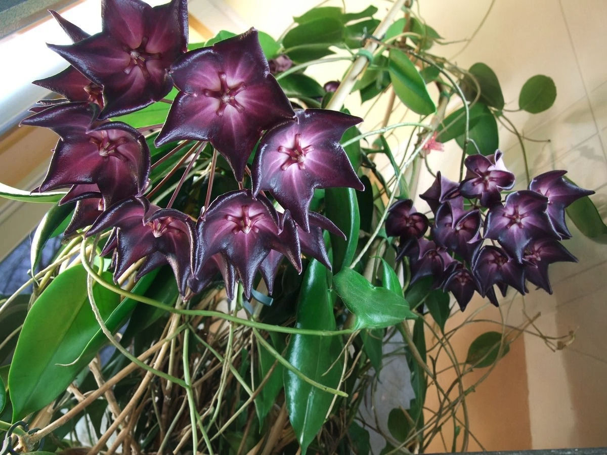 Hoya Pflanze Macgillivrayi Taiwan mit prachtvollen dunkelroten großen Blüten