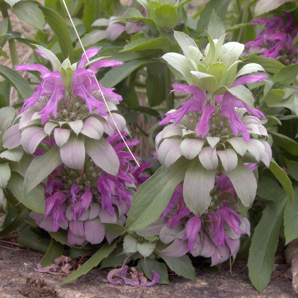 Indische Minze Zitronen (Monarde) – aromatische Pflanze mit frischen, zitronigen Blättern und pinken Blüten, ideal für Tees u