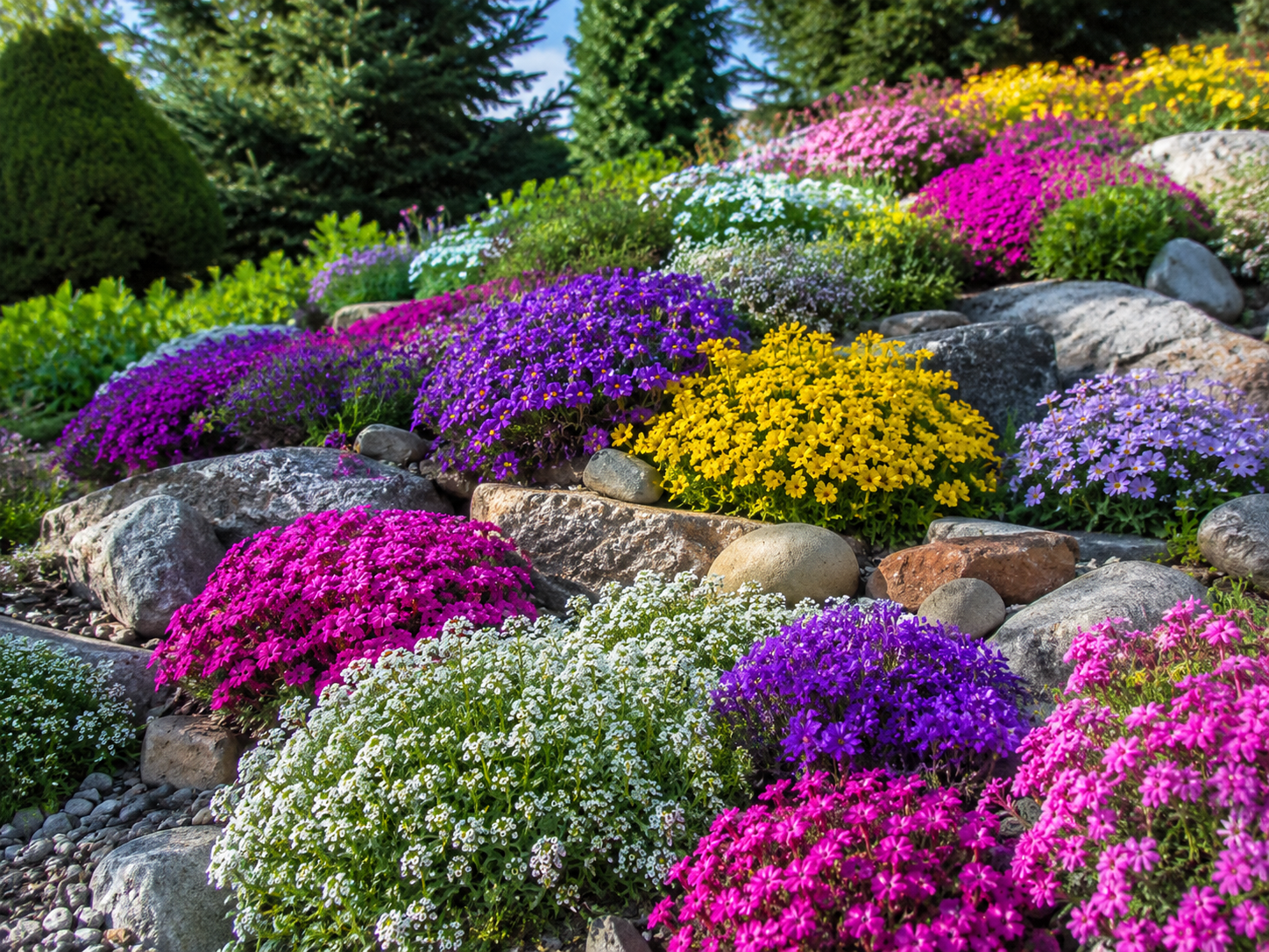 Steingarten-Wildblumenmischung mit vielen farbenfrohen Blüten im sonnigen Gartenbeet.