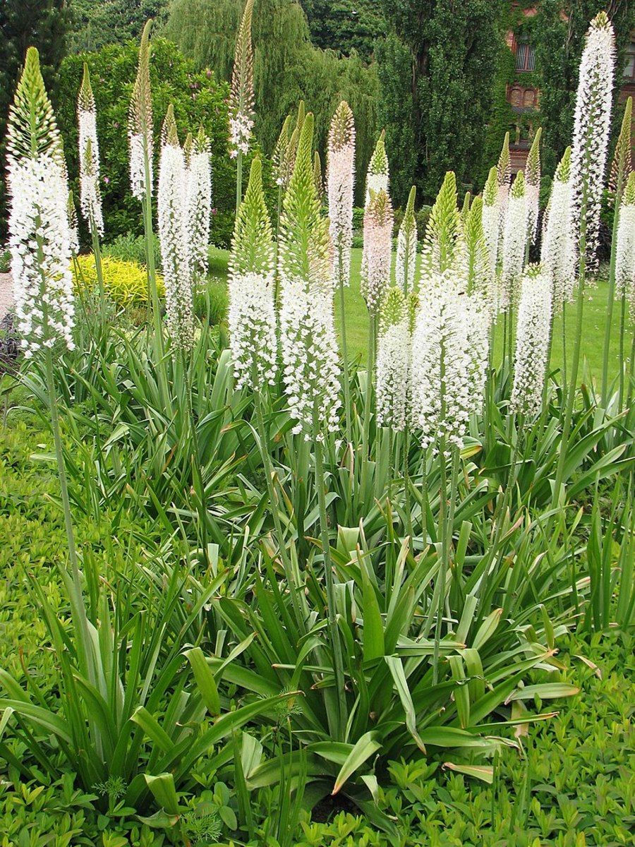 Eremerus Weiß – Foxtail-Lily Himalaicus mit hohen, weißen Blütenähren, die dem Garten eine elegante, aufrechte Struktur verle